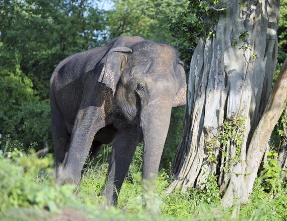 Privet One Day Udawalawe National Park Elephant Safari - Key things to know before you go