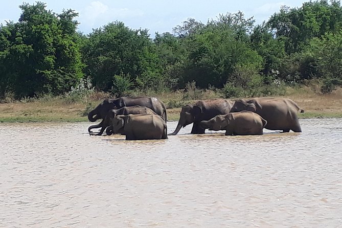 Privet One Day Udawalawe National Park Elephant Safari - Who this private elephant safari day trip fits best