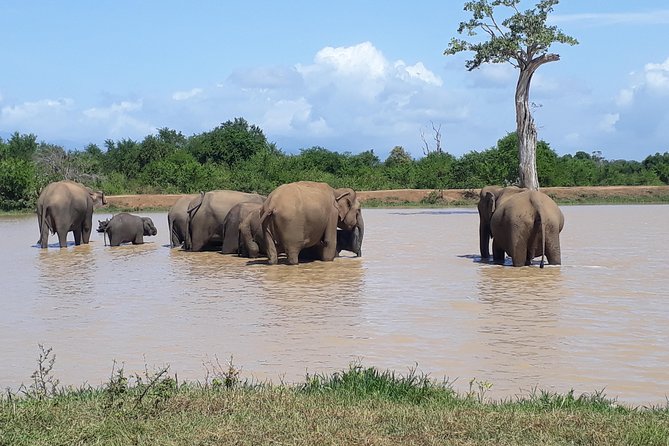 Privet One Day Udawalawe National Park Elephant Safari - Should you book the Privet One Day Udawalawe National Park Elephant Safari?