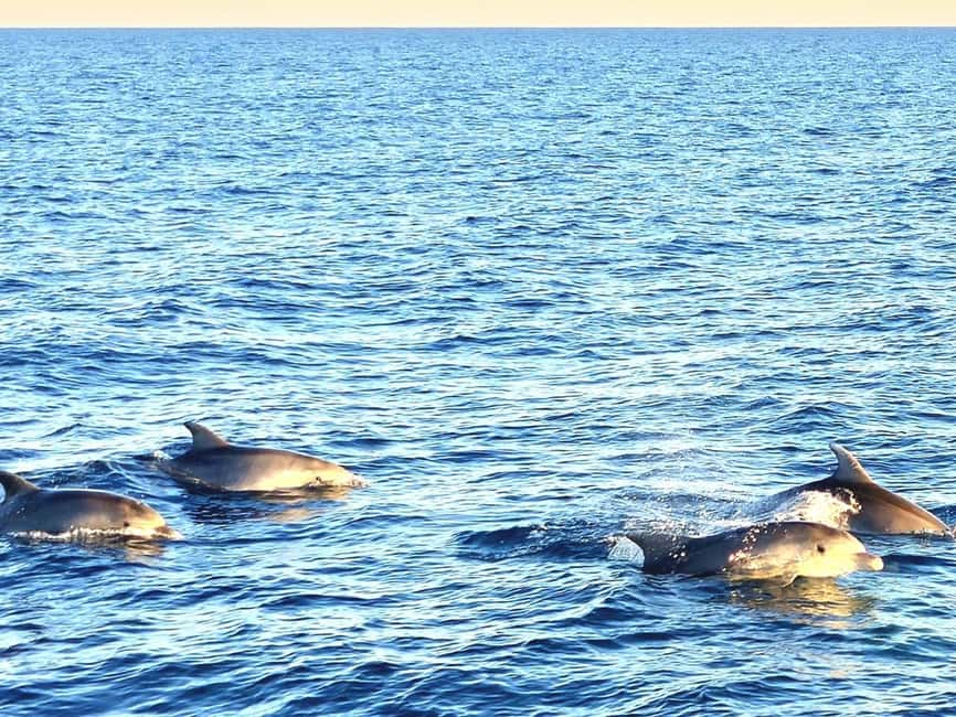 Pula: Brijuni National Park Dolphin Watching Tour w/Dinner - Practical tips before you go