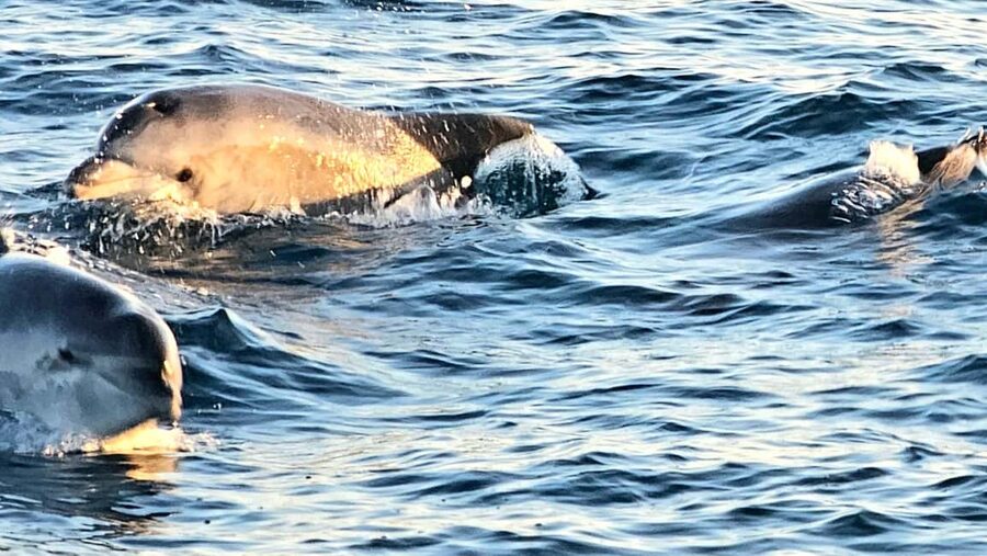 Pula: Brijuni National Park Dolphin Watching Tour w/Dinner - Who should book this (and who might want a different plan)