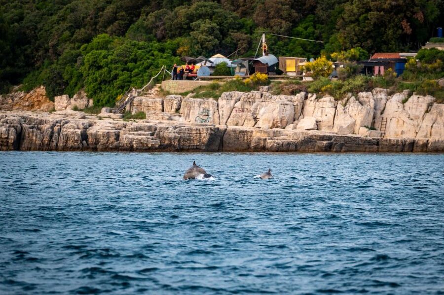 Pula: Brijuni National Park Sunset, Dolphins & Dinner Cruise - From Tito’s Park to the Boat: Getting Set for the 3-Hour Cruise