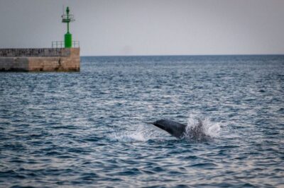 Pula: Brijuni National Park Sunset, Dolphins & Dinner Cruise - Pula Harbor Views First: The Opening Segment You’ll Actually Remember