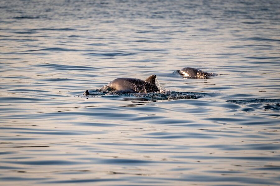 Pula: Brijuni National Park Sunset, Dolphins & Dinner Cruise - Dinner Onboard While You Float: Simple, Real, and Timed Right