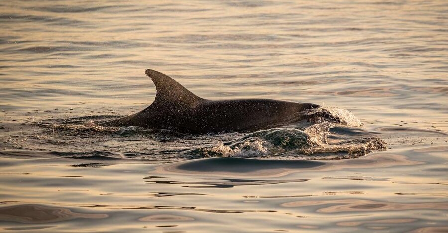 Pula: Brijuni National Park Sunset, Dolphins & Dinner Cruise - Who This Suits Best (and Who Should Skip It)
