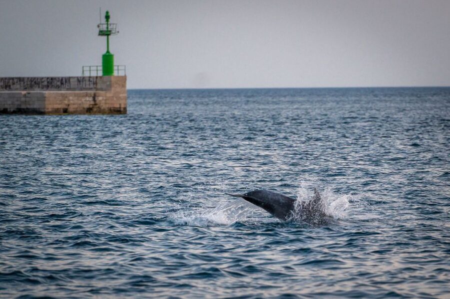 Pula: Brijuni National Park Sunset, Dolphins & Dinner Cruise - Pula Harbor Views First: The Opening Segment You’ll Actually Remember
