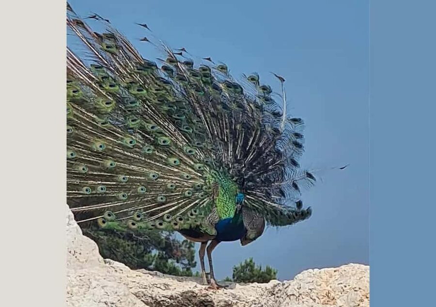 Pula: Brijuni National Park Tour with Island Visit - Unlimited drinks onboard: the value comes from how it changes the mood