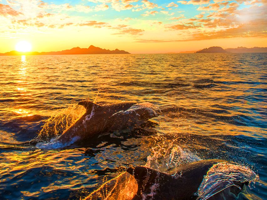 Pula: National Park Brijuni Dolphin Cruise with Dinner - Key points to know before you go
