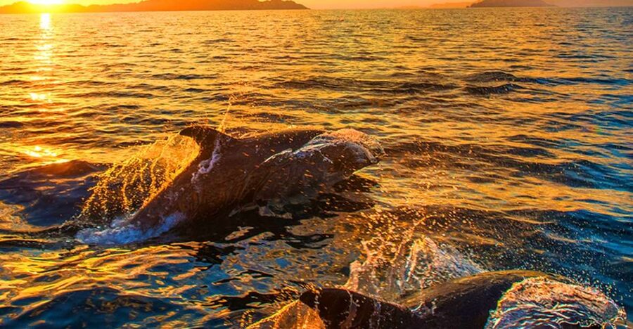 Pula: National Park Brijuni Dolphin Cruise with Dinner - Dolphin Cruise from Pula to Brijuni: the value is the full package