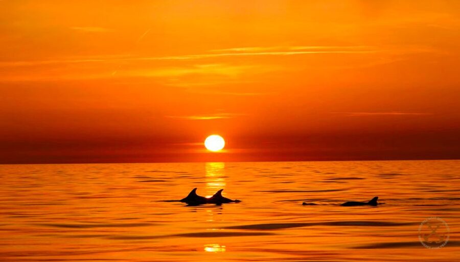 Pula: National Park Brijuni Dolphin Cruise with Dinner - The Adriatic dolphin hunt: what you’re really watching for