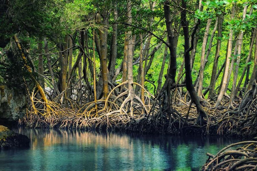 Punta Cana: Los Haitises National Park Full-Day Tour - Who this tour is best for (and who should reconsider)