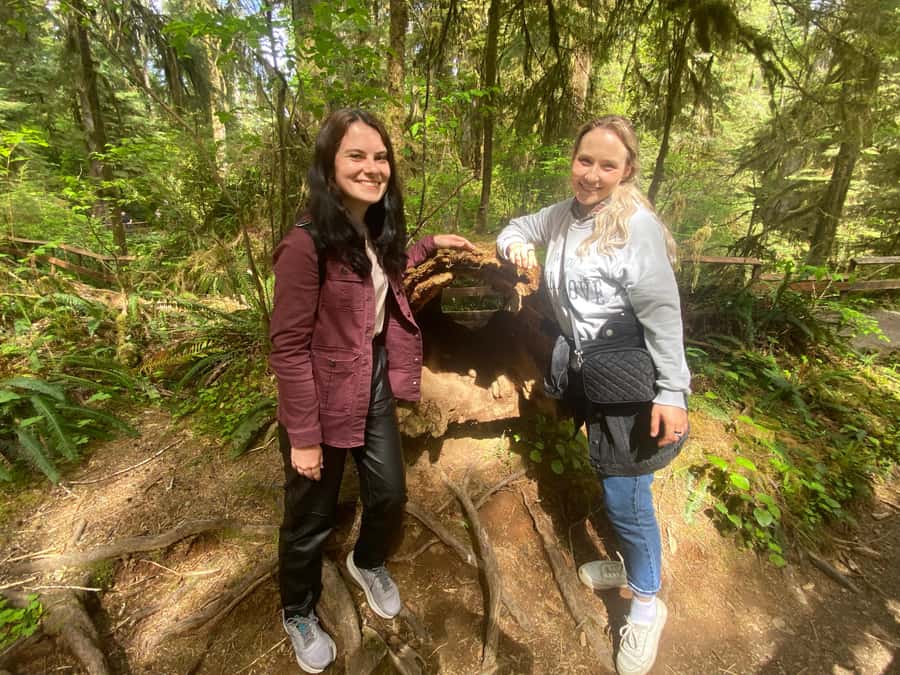 Rainforest and Olympic National Park Highlights - Quinault Rainforest: When You Want the Magic Without the Rush