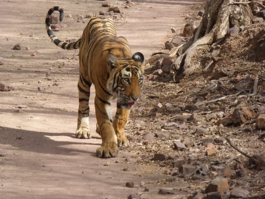 Ranthambore National Park - Key Highlights You’ll Actually Feel