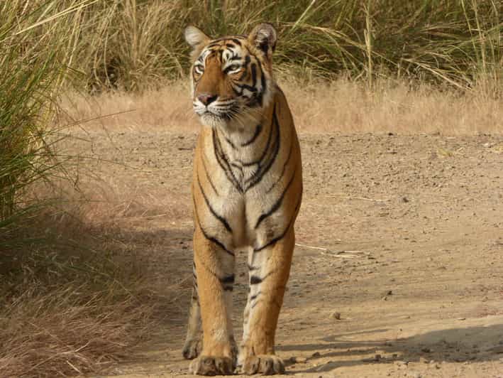 Ranthambore National Park - Who This Safari Suits Best (and Who Should Skip It)