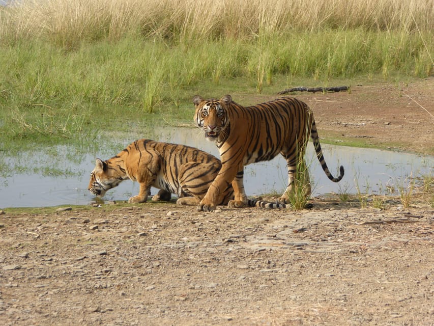 Ranthambore National Park - What Happens Once You’re Driving Inside the Reserve