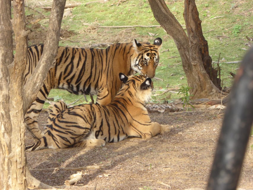 Ranthambore National Park - Tiger Reserves Are Not Guarantees: Managing the Real-World Expectations