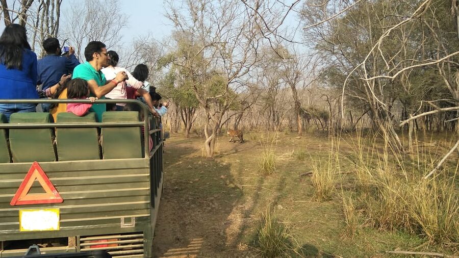 Ranthambore National Park - Wildlife Viewing Tips That Actually Help When You’re in a Jeep