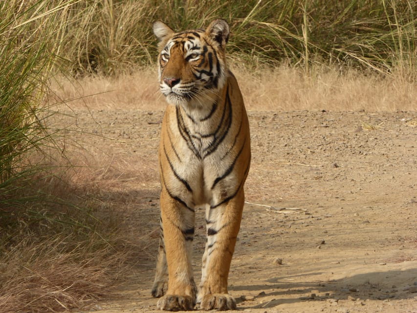 Ranthambore National Park - Group Size and Comfort: Why Jeep vs Canter Changes Everything