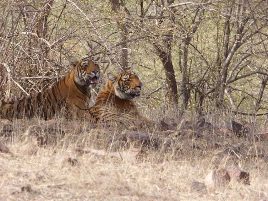 Ranthambore National Park - Timing, Waiting, and Why Short Safaris Still Feel Worth It