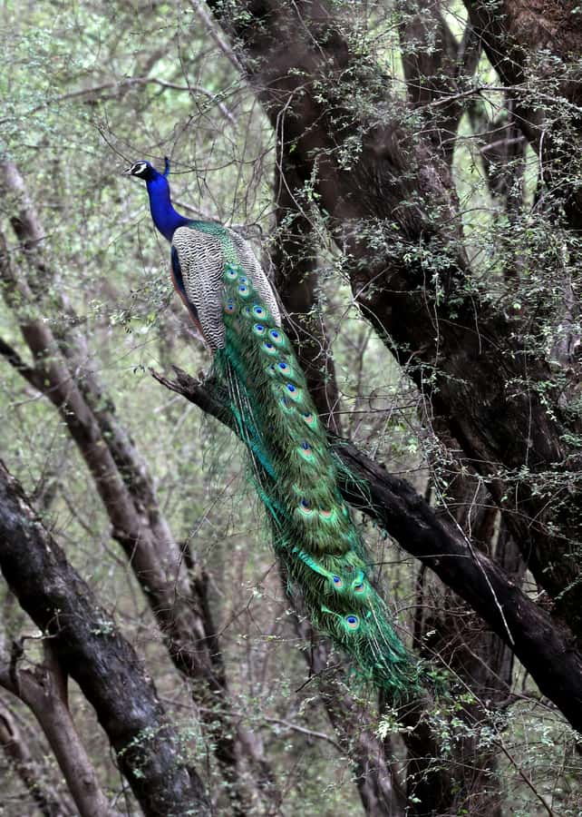 Ranthambore: National Park Guided Jeep or canter Safari - Key things that make this safari worth your attention