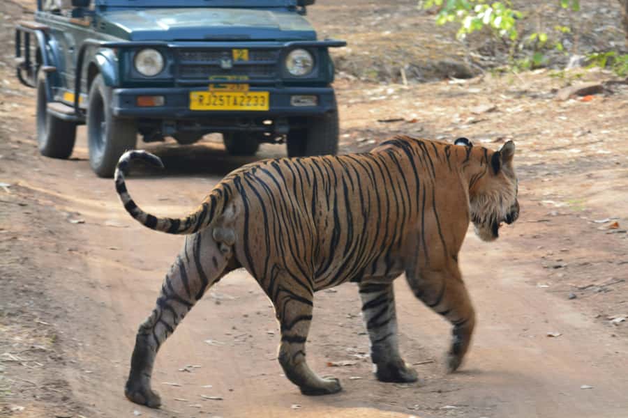 Ranthambore: National Park Guided Jeep or canter Safari - Ranthambore by canter: what you’re actually paying for