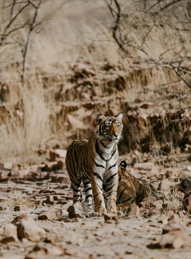 Ranthambore: National Park Guided Jeep or canter Safari - Inside the park: how your guide can change the whole outing