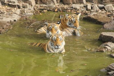 Ranthambore: National Park Guided Jeep or canter Safari - The pickup rhythm: how to avoid a bad start