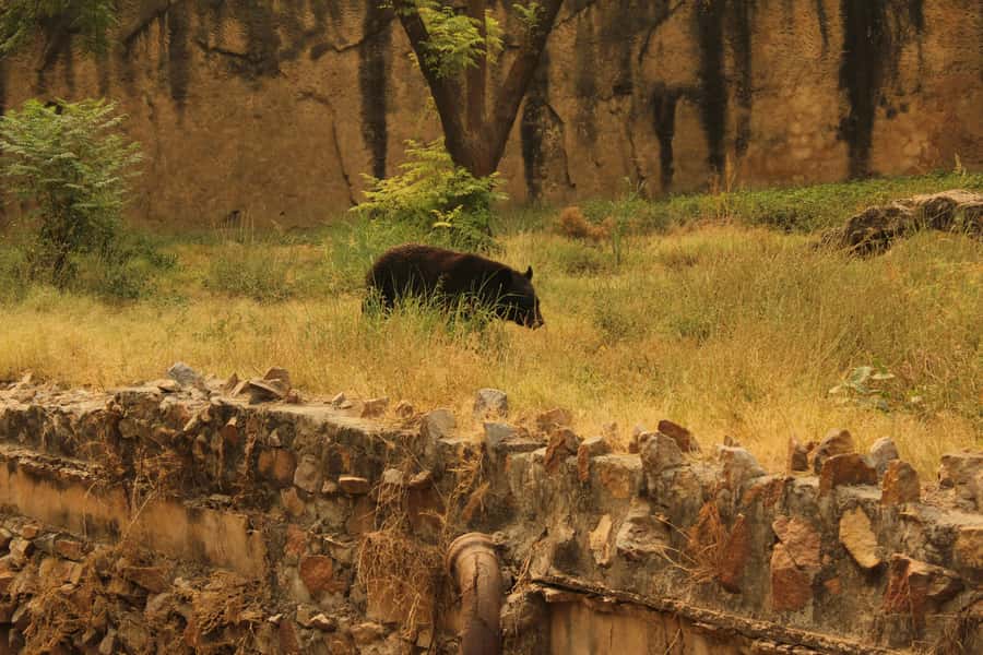 Ranthambore: National Park Guided Jeep or canter Safari - Wildlife you can realistically look for (and how to spot smarter)