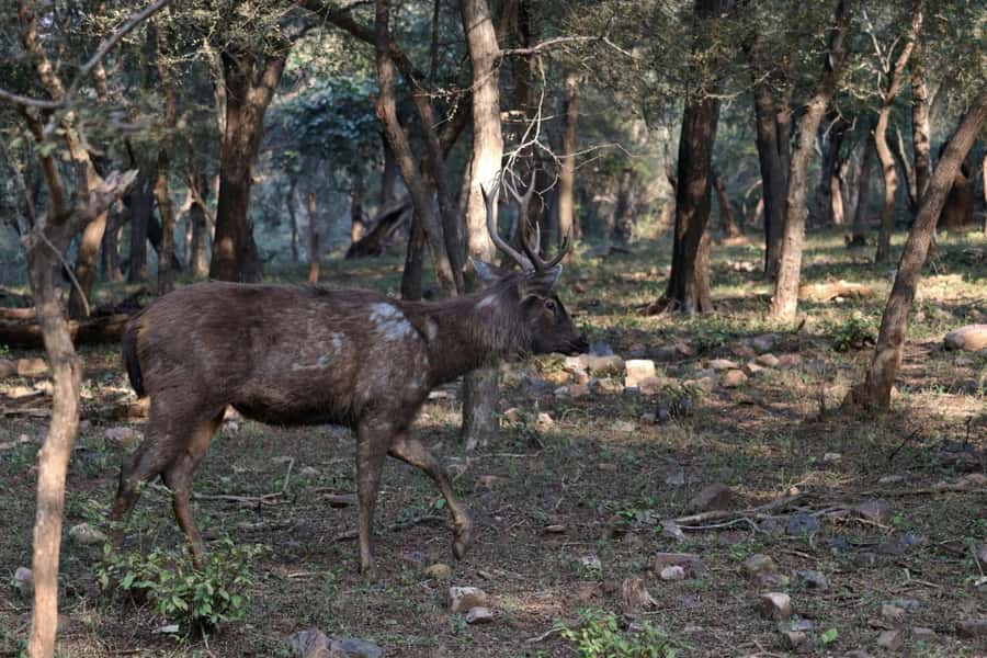 Ranthambore: National Park Guided Jeep or canter Safari - What to bring (so the morning doesn’t beat you up)