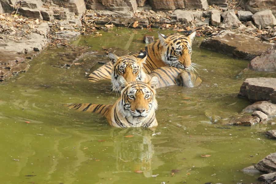 Ranthambore: National Park Guided Jeep or canter Safari - The pickup rhythm: how to avoid a bad start