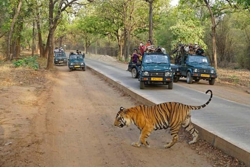 Ranthambore National Park: Jeep Safari from Sawai Madhopur - Key things that make this safari worth your attention