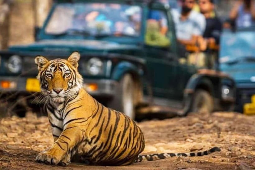 Ranthambore National Park: Jeep Safari from Sawai Madhopur - Who this safari fits best, and who should skip it