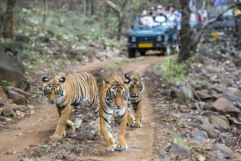 Ranthambore National Park: Jeep Safari from Sawai Madhopur - Ranthambore National Park basics from Sawai Madhopur
