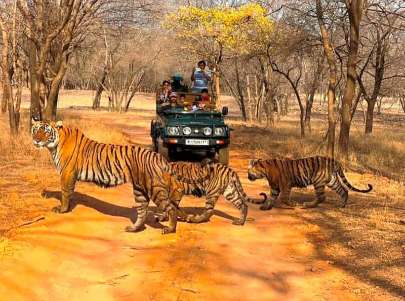 Ranthambore National Park: Jeep Safari from Sawai Madhopur - What a jeep safari actually feels like in Ranthambore