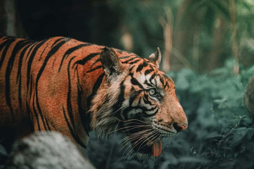 Ranthambore National Park: Jeep Safari from Sawai Madhopur - Wildlife odds: tigers, leopards, sloth bears, hyenas, and deer