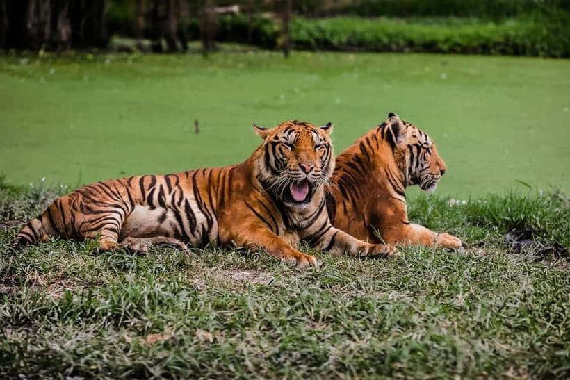 Ranthambore National Park: Jeep Safari from Sawai Madhopur - Photo opportunities: how to get better shots from the jeep