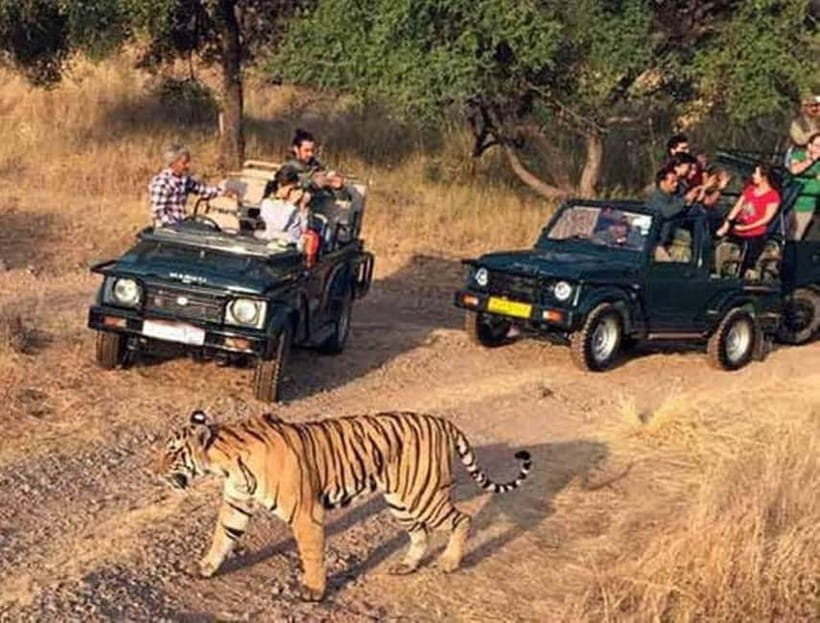 Ranthambore National Park: Jeep Safari from Sawai Madhopur - Where you meet and how pickup typically works