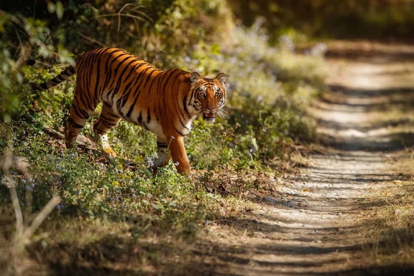 Ranthambore National Park: Safari Ticket with Pickup Option - Key takeaways before you go