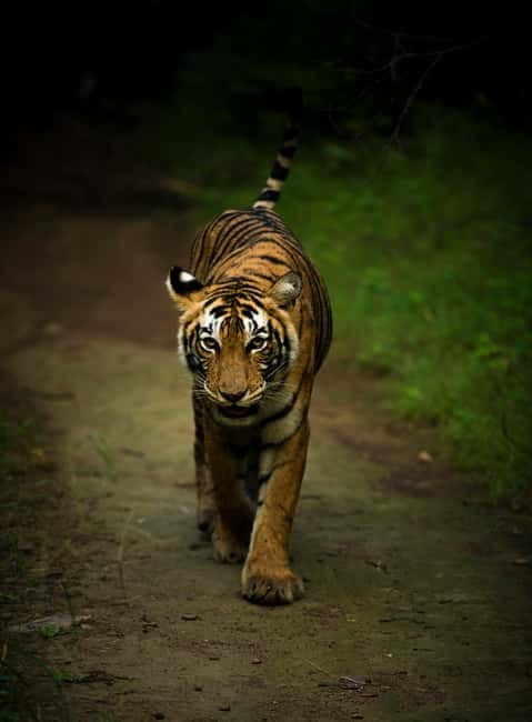 Ranthambore National Park: Safari Ticket with Pickup Option - Ranthambore at dawn: what a 4-hour safari really feels like