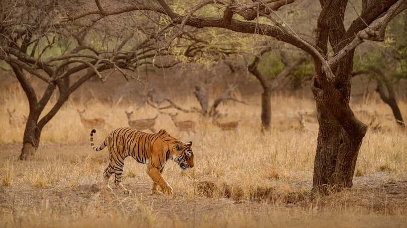 Ranthambore National Park: Safari Ticket with Pickup Option - The zone rule: why your tiger odds depend on assignment