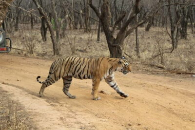 Ranthambore National Park: Safari Ticket with Pickup Option - Jeep vs Canter: how vehicle choice affects comfort and viewing