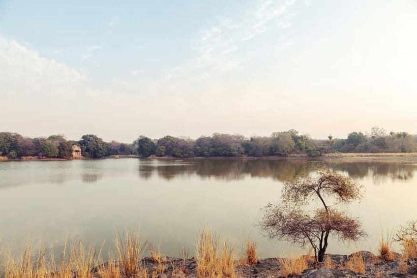 Ranthambore National Park: Safari Ticket with Pickup Option - Your naturalist guide: why the people on board shape the outcome