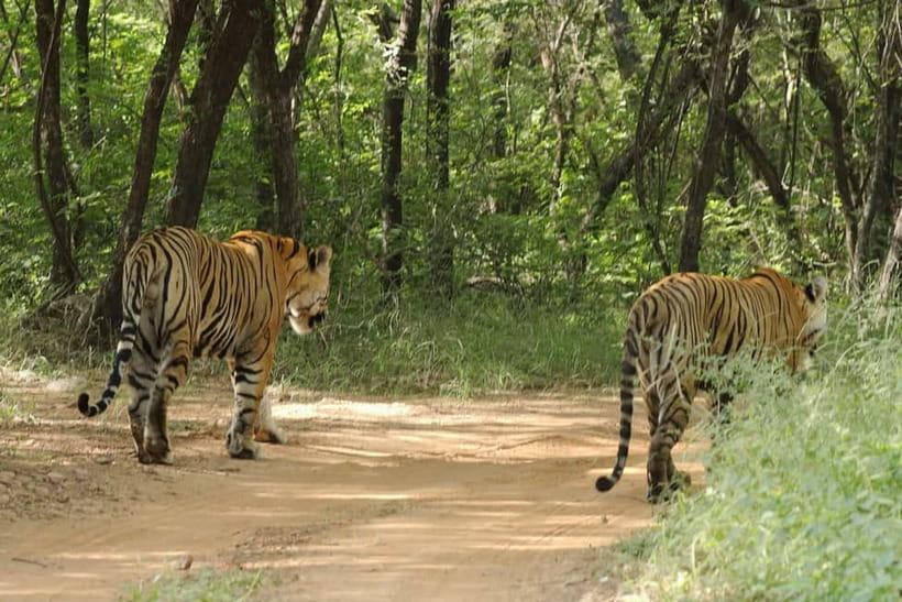 Ranthambore National Park: Safari Ticket with Pickup Option - Your timing, pickup, and drop-off: how the day flows