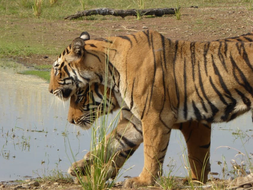 Ranthambore National Park - Getting from Your Hotel to the Park: The Part That Sets the Tone
