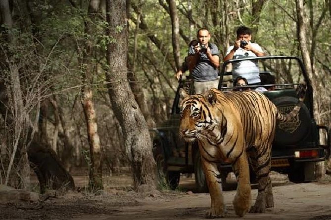 Ranthambore Wildlife Safari Day Trip from Jaipur - Jaipur to Ranthambore: the 8:00 AM A/C drive