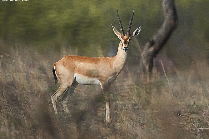 Ranthambore Wildlife Safari Day Trip from Jaipur - Guides, language, and what to expect from the experience
