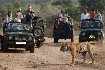 Ranthambore Wildlife Safari Day Trip from Jaipur - Gypsy vs canter safaris: how you’ll actually see wildlife
