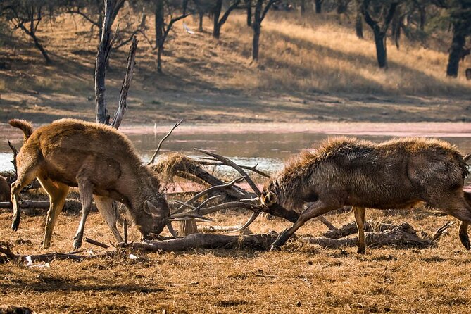 Ranthambore Wildlife Safari Day Trip from Jaipur - Price and value: what $120 actually buys you