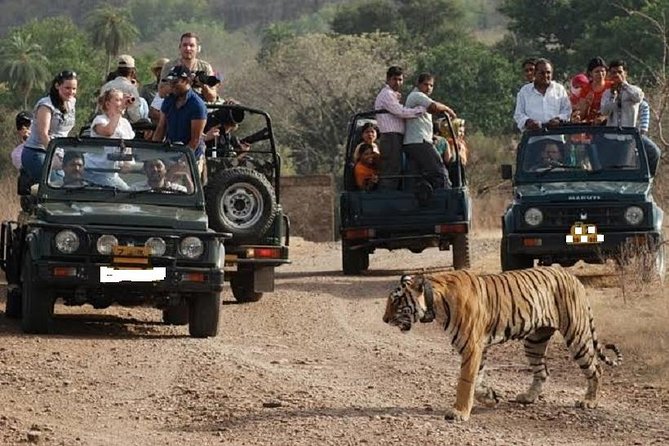Ranthambore Wildlife Safari Day Trip from Jaipur - Gypsy vs canter safaris: how you’ll actually see wildlife
