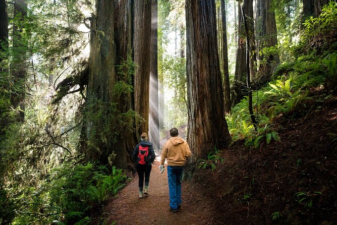 Redwood National Park Self-Guided Audio Tour - Stout Grove: a short loop through 300-foot giants